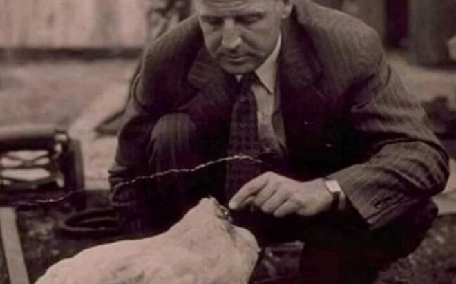 Vén màn bí ẩn về con gà mất đầu vẫn sống khỏe mạnh, chạy loanh quanh, kiếm bội tiền cho chủ Ảnh 2