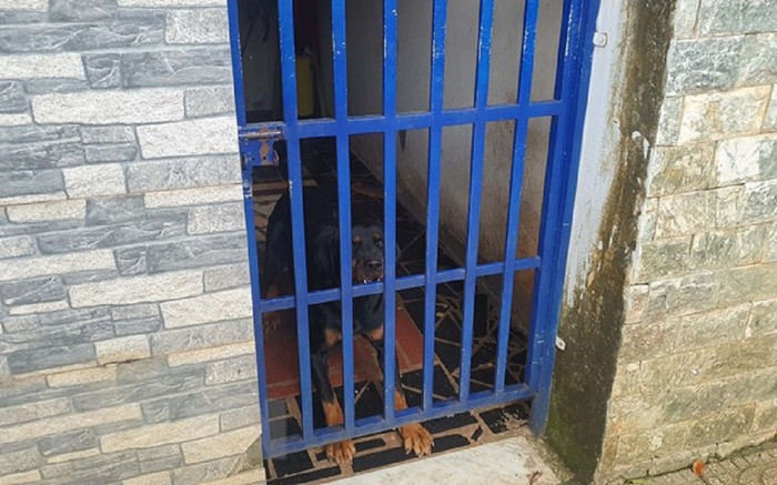 Cháu bé 3 tuổi bị 2 con chó becgie nhà hàng xóm tấn công Ảnh 2