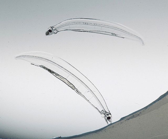 Hình thù của con cá chình kính