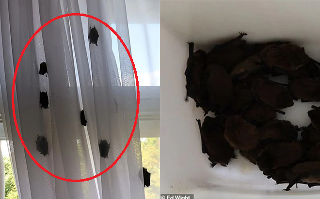 Trải nghiệm đáng sợ của cặp đôi khi chọn thuê phòng tại khách sạn cổ kính Ảnh 2