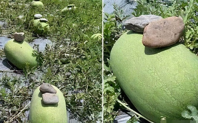 Kỳ lạ lão nông cứ trồng dưa hấu là đặt hòn đá lên trên và lý giải bất ngờ Ảnh 2