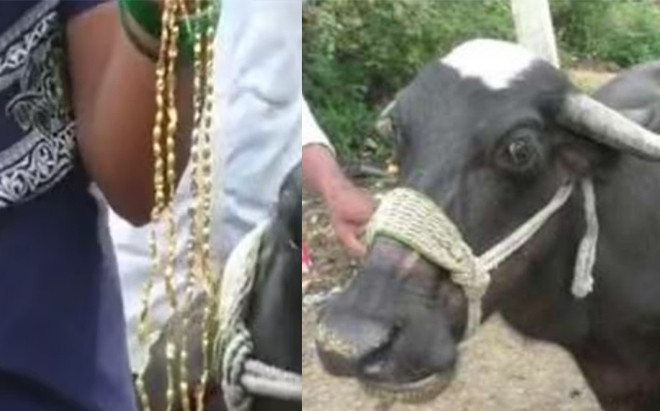 Chú trâu vô tình ăn phải sợi dây chuyền vàng và cái kết cười chảy nước mắt Ảnh 2
