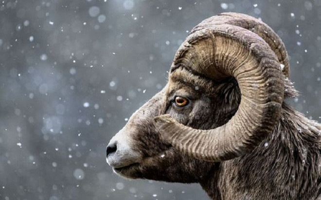 Vận đen chất hết: 3 con giáp Thần Tài chấm sổ, hốt vàng hốt bạc, sự nghiệp thăng hoa Ảnh 2