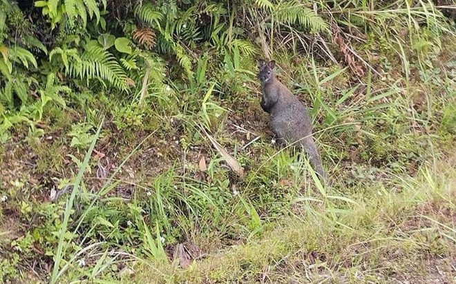 Đã xác định được nguồn gốc của 3 cá thể chuột túi xuất hiện ở Cao Bằng Ảnh 2