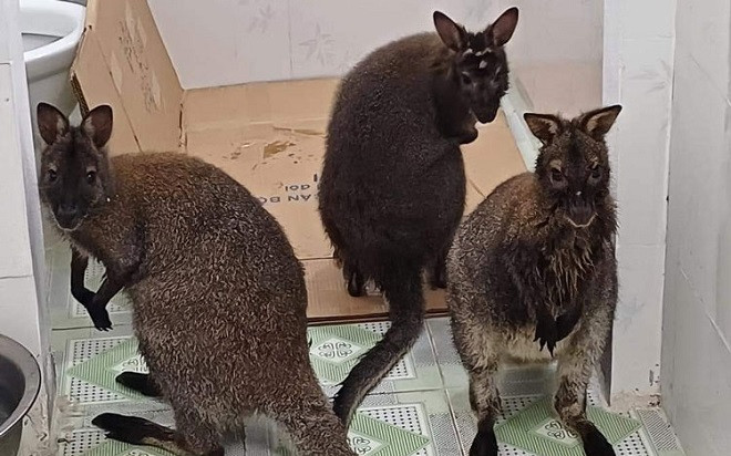 Tin mới vụ 4 con chuột túi được phát hiện ở Cao Bằng Ảnh 2