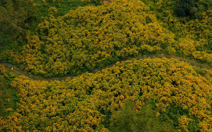 Những cung đường ngắm hoa dã quỳ đẹp ngẩn ngơ tại Đà Lạt tháng 11 này Ảnh 2