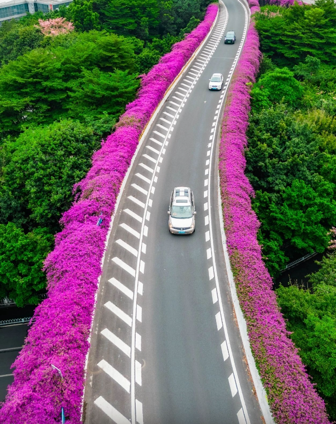 Đẹp ngẩn ngơ giàn hoa giấy hồng rực trên cầu vượt ở Quảng Châu Ảnh 3