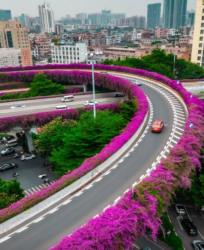 Đẹp ngẩn ngơ giàn hoa giấy hồng rực trên cầu vượt ở Quảng Châu Ảnh 1