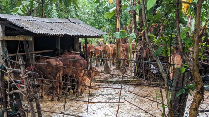 Những con bò bị nước lũ cuốn trôi được gia đình tìm thấy. (Ảnh: PLO) 