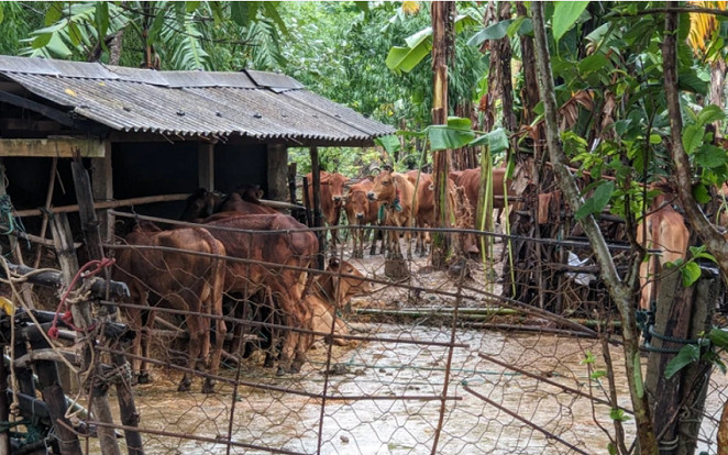 80 con bò bị lũ cuốn trôi khiến cả phố nháo nhác đi tìm Ảnh 2