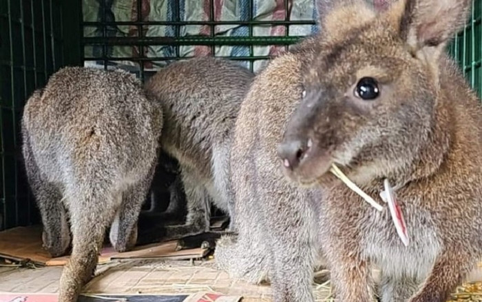 4 cá thể chuột túi được phát hiện ở Cao Bằng hiện ra sao? Ảnh 2