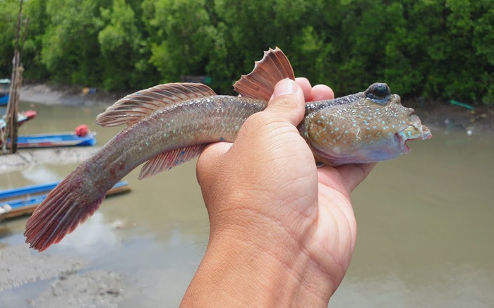 Độc lạ loài 'cá leo cây': Vẻ ngoài xấu xí nhưng lại là đặc sản nức tiếng Cà Mau Ảnh 2