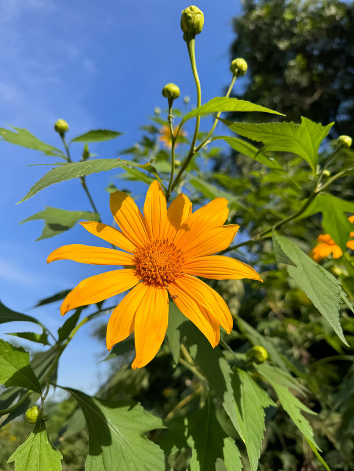 Hoa dã quỳ tuy không lớn như hoa hướng dương nhưng do mọc thành bụi nên khi hoa nở sẽ tạo nên một thảm vàng vô cùng rực rỡ. (Ảnh Sơn Tùng) 