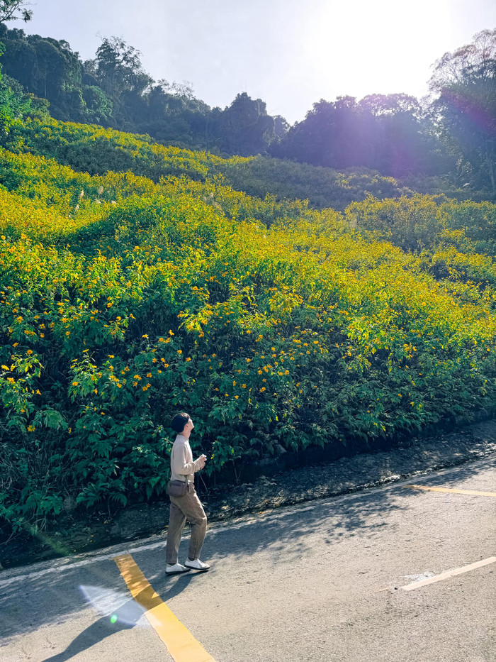 Hoa dã quỳ thường mọc thành bụi nên khi hoa bung nở sẽ tạo ra một thảm vàng rực rỡ. (Ảnh: Sơn Tùng) 