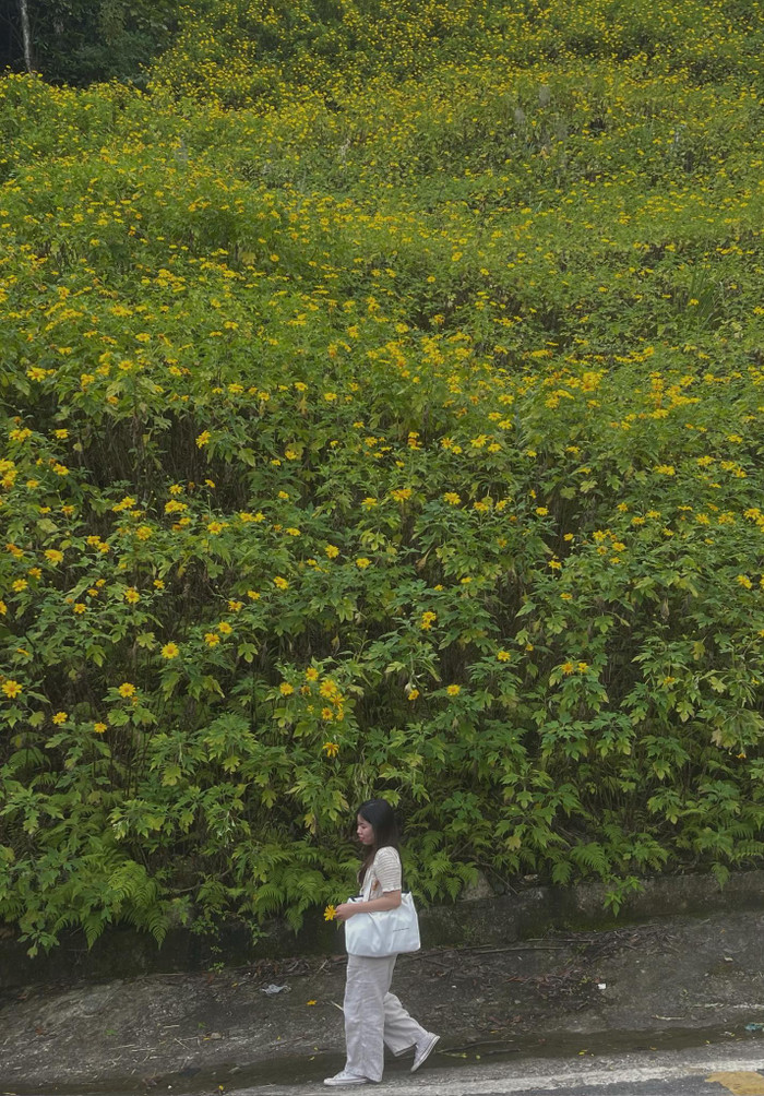 Thời điểm này đến Ba Vì săn hoa, du khách có thể bắt gặp những khóm hoa nở rộ ven đường. Tuy nhiên, muốn ngắm khung cảnh nơi có hoa đẹp nhất thì phải đi sâu vào bên trong Vườn Quốc Gia Ba Vì khoảng 4km. (Ảnh: Hồng Nhung) 