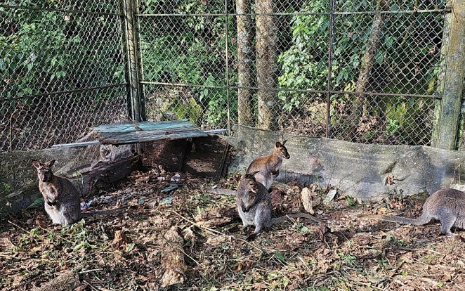 Tình hình hiện tại 4 cá thể chuột túi ra sao? Ảnh 2