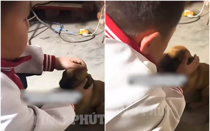 Thấy chú chó nhỏ ốm nặng và bỏ ăn, bé trai liên tục vuốt ve rồi bật khóc nức nở gây xúc động Ảnh 2