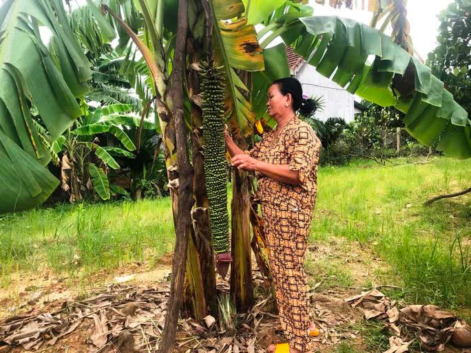 Cây chuối hơn trăm nải tại gia đình bà Cao Thị Lan ở Quảng Ngãi. Ảnh: Người Lao Động