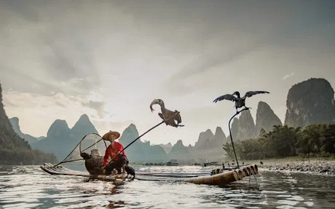 Đẹp ná thở bộ ảnh ngư dân Trung Quốc đánh cá bằng chim cốc Ảnh 2