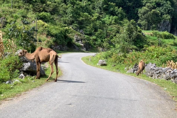 Sau chuột túi, xôn xao hình ảnh 2 con lạc đà 'lạc lối' ở Cao Bằng Ảnh 2