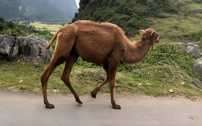 Sau chuột túi, xôn xao hình ảnh 2 con lạc đà 'lạc lối' ở Cao Bằng Ảnh 2