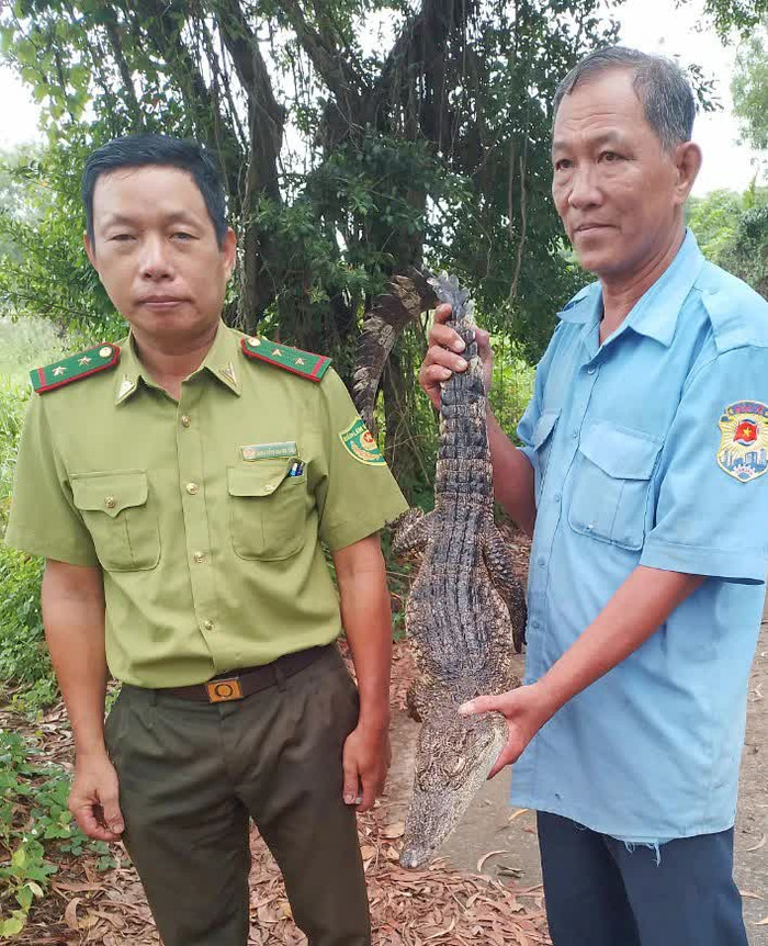 8/8 con cá sấu sổng chuồng trước đó hiện đã được bắt lại