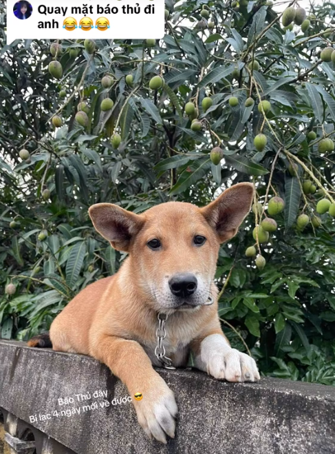 Chân dung 'báo thủ' 4 ngày mất tích nhưng may mắn đã tìm về được đến nhà (Ảnh chụp video: Nguyễn Quang Huy) 