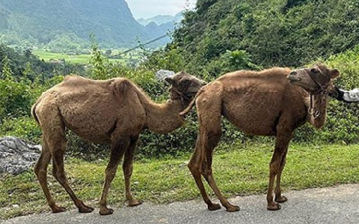 Thông tin mới vụ phát hiện 2 con lạc đà ở Cao Bằng Ảnh 2