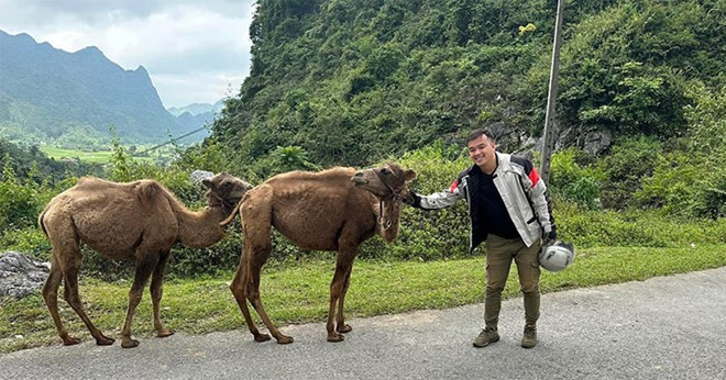 2 con lạc đà xuất hiện ở Cao Bằng. Ảnh: Vương Tiến/báo Lao Động