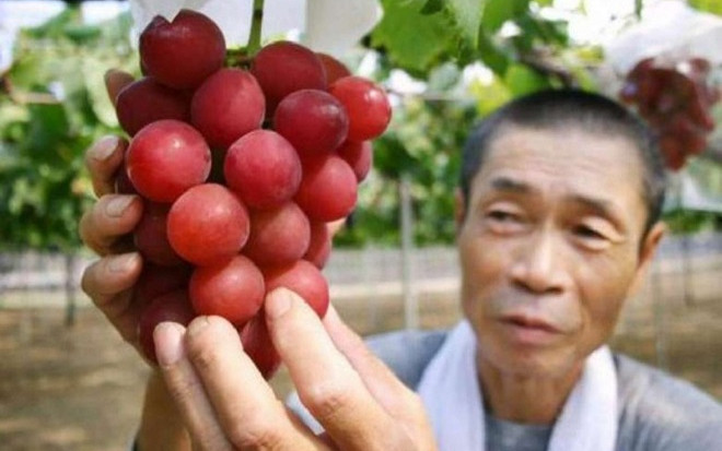 5 loại trái cây đắt nhất thế giới, có tiền cũng chưa chắc mua được Ảnh 2