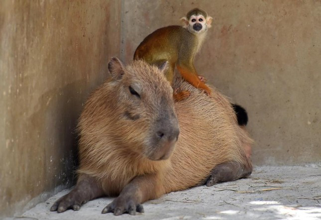 Giống chuột Capybara - một giống chuột 'khổng lồ' có thể nặng tới 70kg