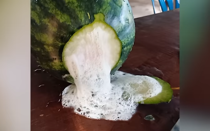 Quả dưa vừa bổ ra liền có hiện tượng lạ khiến thanh niên không khỏi lo lắng