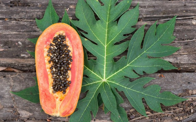 Lá đu đủ và những công dụng tuyệt vời đến bất ngờ Ảnh 2