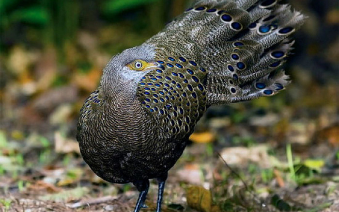 Loài gà với cái tên đặc biệt ở Việt Nam: Quý như vàng, đẹp như chim công Ảnh 2