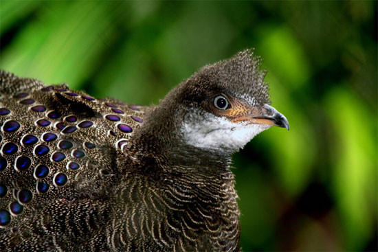 Gà tiền mặt vàng là loài chim quý, được xếp vào nhóm IB loài nguy cấp, quý, hiếm, ưu tiên bảo vệ