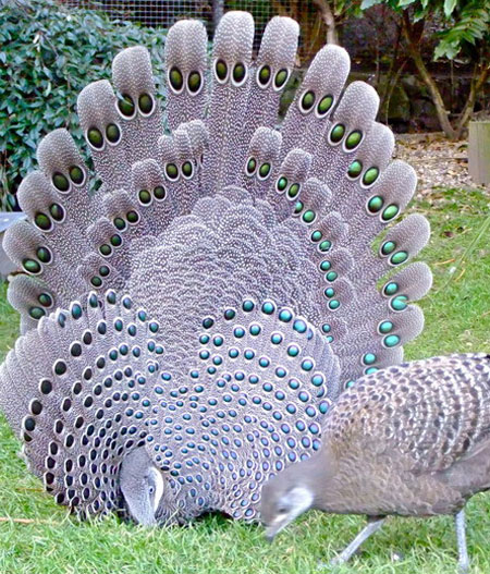 Gà (chim) cái tương tự như chim đực nhưng cỡ nhỏ hơn, lông xỉn hơn. Da mặt màu hồng thịt. Màu trắng của mào, lông ở gáy và họng không rõ lắm. Những sao trên cánh nhỏ và đen hơn, ánh sao không rõ bằng ở chim đực. Trên các lông đuôi ngắn nhất không có sao. Mỏ đen ở chóp và hai mép, phần còn lại màu hồng thịt, chân xám nâu, có 2 cựa (mỗi chân 1 cựa). Con cái cựa ít phát triển.