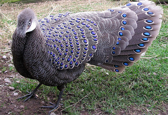 Gà (chim) đực trưởng thành nhìn tổng thể bộ lông màu xám tro hơi nâu. Da quanh mặt vàng phớt hồng. Đỉnh đầu có lông xù lên tựa như mào thấp, màu hơi vàng trắng. Hông, phần trước cổ nâu trắng nhạt. Phía sau cổ, ngực có những vệt trắng rõ. Lưng, phao câu và lông bao đuôi cũng có những vệt trắng xếp thành hàng ngay ngắn, nhưng nhạt mờ hơn ngực. Trên cánh có những sao tròn màu xanh lam óng ánh. Lông đuôi cũng có những sao dạng bầu dục màu lục xanh biếc. Mỗi đôi sao được xếp theo hàng ngang.