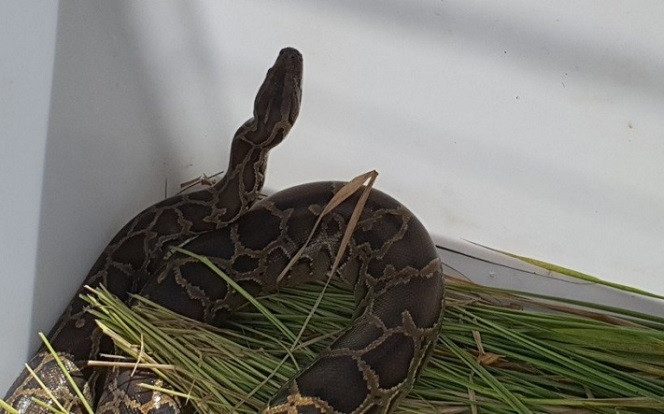 Kiểm tra lú bắt cá, người đàn ông 'đứng tim' với thứ bên trong Ảnh 2