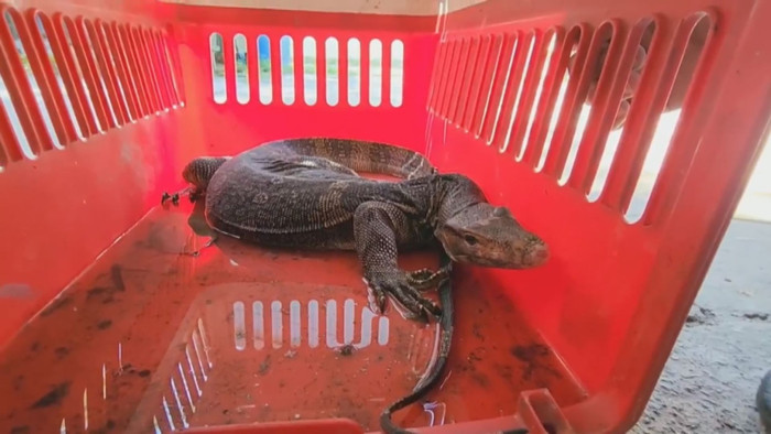 Con kỳ đà hoa được người dân phát hiện trong nhà vệ sinh