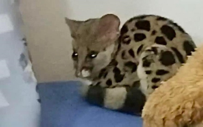 Vào phòng ngủ liền giật mình thấy 'vật thể lạ' nằm trên giường, gia chủ sững sờ trước danh tính thật Ảnh 2