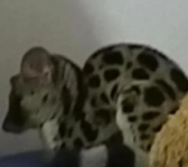 Vào phòng ngủ liền giật mình thấy 'vật thể lạ' nằm trên giường, gia chủ sững sờ trước danh tính thật Ảnh 2