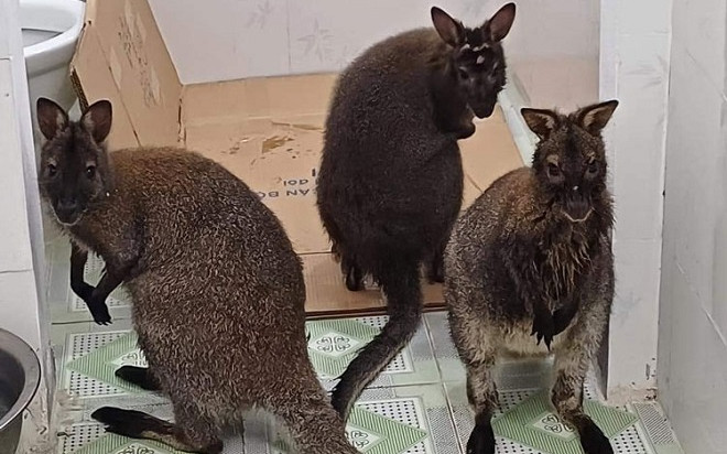 Tin buồn vụ 4 con chuột túi được phát hiện ở Cao Bằng Ảnh 2