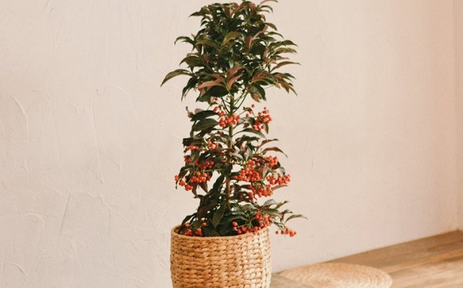 Những loại cây cảnh rẻ, đẹp mấy cũng không nên mua về chưng Tết Ảnh 2