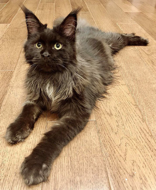 Thú cưng của Trấn Thành sở hữu bộ lông đen mướt mắt, nam MC không ngần ngại chi tiền để chăm sóc, cho dàn thú cưng đi spa thường xuyên