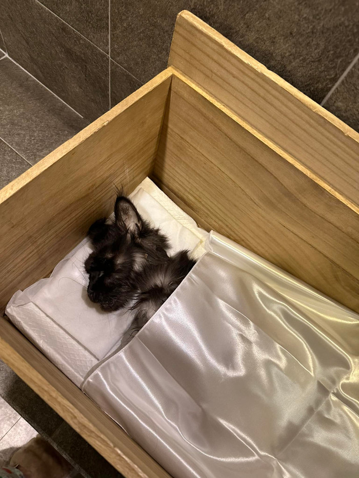 Trấn Thành chuẩn bị tỉ mỉ, cẩn thận cho thú cưng qua đời