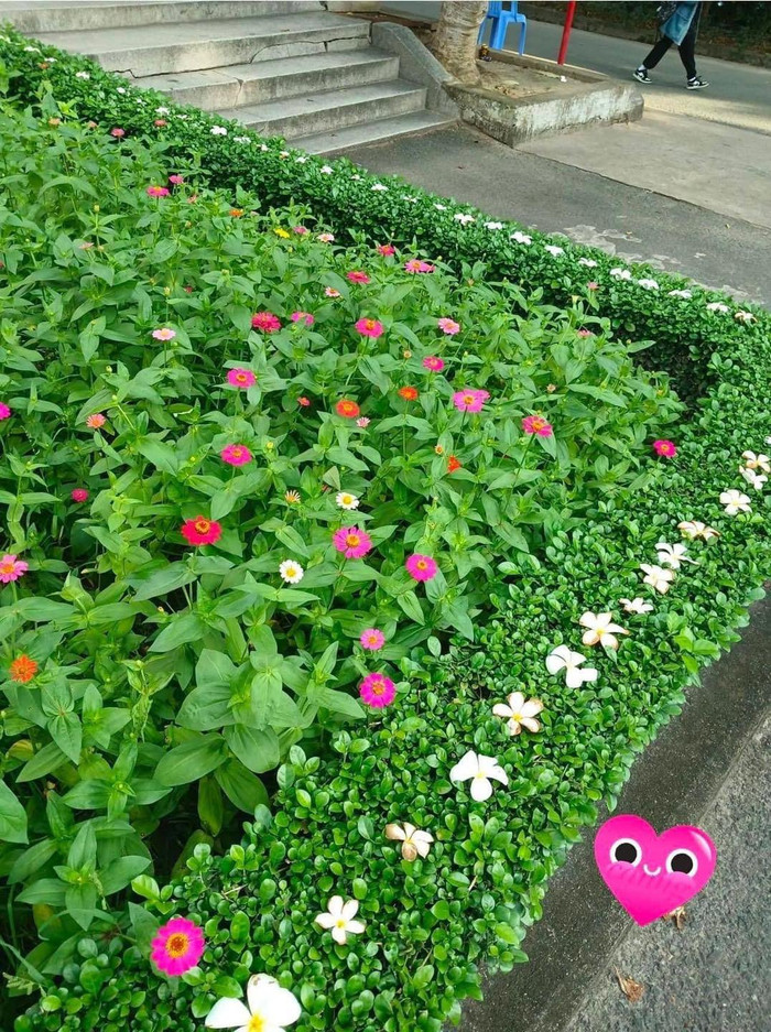 Khoảnh khắc đáng yêu của bác bảo vệ nhận được nhiều sự thích thú của cộng đồng mạng.  Ảnh: Khánh Thảo