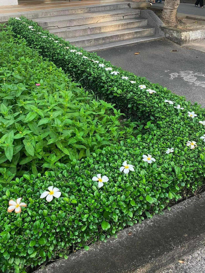 Sự tỉ mẩn của bác bảo vệ tạo nên cảnh tượng rất đẹp mắt.  Ảnh: Khánh Thảo