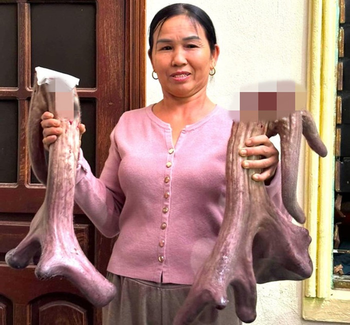 Cặp nhung nai này được một thương lái mua với giá 50 triệu đồng