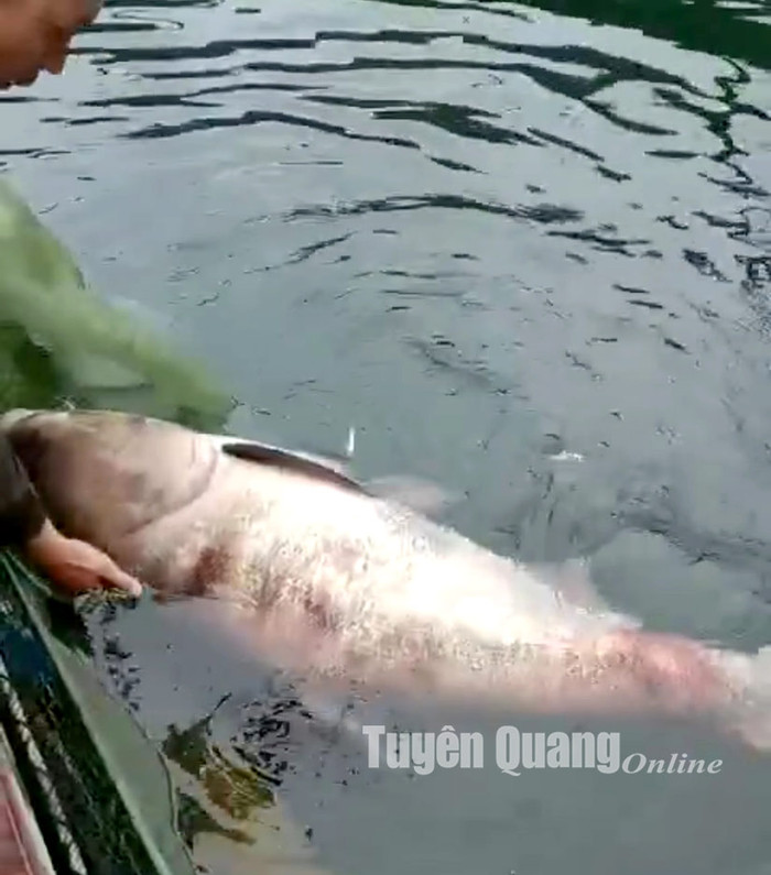 Con cá mè nặng gần 50kg được người dân thả vó bắt được. Ảnh: báo Tuyên Quang