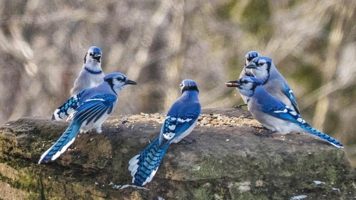 Đầu và cổ của loài chim này có màu đen với những chấm màu xanh đốm trên đầu. Vai và lưng màu xanh còn bụng phần dưới màu xám. Đuôi dài màu xanh sáng (như bộ cánh) với những điểm ở cuối lông màu trắng.